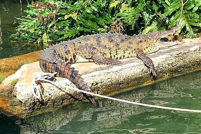 Private Black River Safari Tour from Montego Bay Resorts - Why We Think It’s Worth It