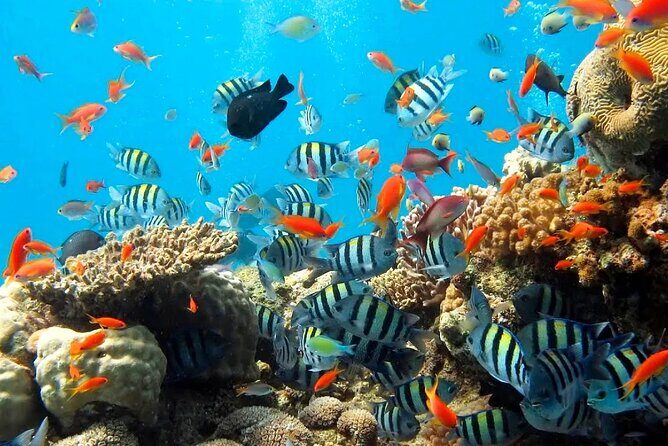 Private Blue Lagoon Snorkeling Lunch All Inclusive - What’s Included and What to Consider