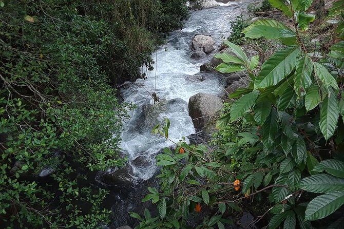 Private Blue Mountain tour from Ocho Rios - Exploring the Blue Mountain Region