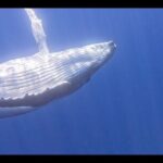 Private boat tour to swim with whales and sharks - What Travelers Can Expect