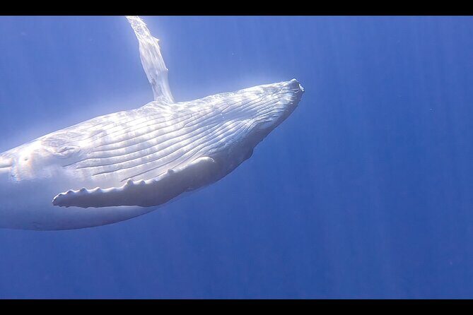 Private boat tour to swim with whales and sharks - What Travelers Can Expect