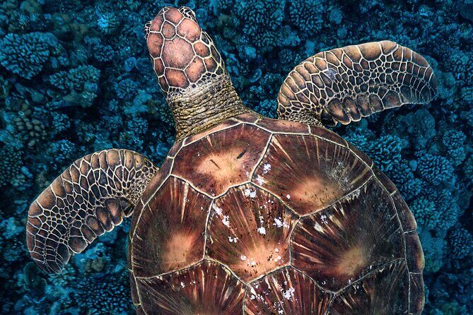 Private Boat Tours on Moorea Lagoon - The Sum Up