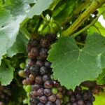 Private Canberra Winery Tour with lunch - The Sum Up: Is This Tour Worth It?