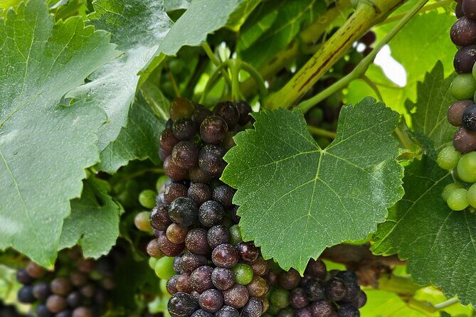 Private Canberra Winery Tour with lunch - The Sum Up: Is This Tour Worth It?