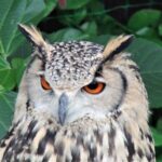 Private Car Tour from Shimizu Port to Visit Kakegawa Tea Culture - The Sum Up: Who Will Love This Tour?