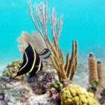 Private Catalina Island Snorkel & Beach Day from Punta Cana - Beach Time and Dominican Flavors