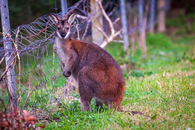 Private Coast & Kangaroo Valley Wildlife Escape Tour From Sydney - What Sets This Tour Apart?