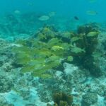 Private Custom Snorkeling and Cruising Experience in Aruba - The Value of a Private, Custom Tour