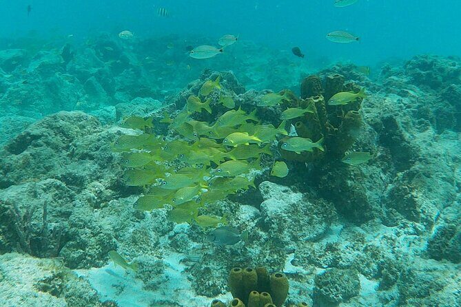 Private Custom Snorkeling and Cruising Experience in Aruba - The Value of a Private, Custom Tour