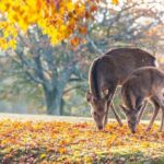 Private Customizable Nara Day Tour by Car from Osaka - What Makes This Tour Stand Out