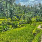 Private Customize Ubud Day Tour With Experienced Driver - Practicalities and Value
