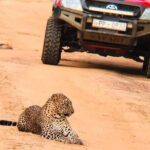 Private Day Tour from Colomb to Yala Safari (Leopard Safari Tour) - Introduction: What to Expect from the Yala Leopard Safari