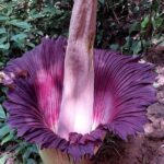 Private Day Tour from Medan: Corpse Flower Trek(Minimum 2 people) - Final Thoughts