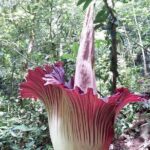 Private Day Tour from Medan: Corpse Flower Trek(Minimum 2 people) - An In-Depth Look at the Titan Arum Tour