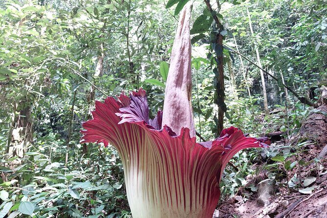 Private Day Tour from Medan: Corpse Flower Trek(Minimum 2 people) - An In-Depth Look at the Titan Arum Tour