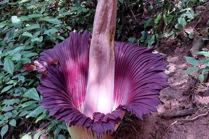 Private Day Tour from Medan: Corpse Flower Trek(Minimum 2 people) - Final Thoughts