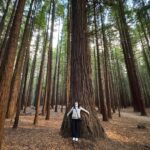 Private Day Tour - Rotorua, Kiwi Hatchery & Mori Culture - Cultural Immersion at Mitai Mori Village