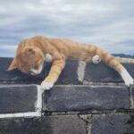 Private Day Tour to Mutianyu Great Wall with English Driver - Overview of the Experience