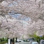 Private Day Trip From Busan to Nearby Cherry Blossom Hotspots - What the Tour Includes & What to Consider