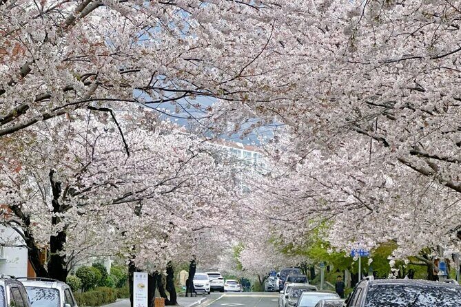 Private Day Trip From Busan to Nearby Cherry Blossom Hotspots - What the Tour Includes & What to Consider