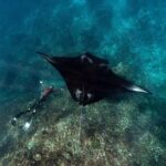 Private Day trip to Nusa Penida Snorkeling 4 Spots + Land Tour - Transportation & Logistics