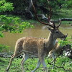 Private Day Trip To Sigiriya Dambulla and Safari From Colombo - Who Will Love This Tour?