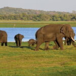 Private Day Trip To Sigiriya Dambulla and Safari From Colombo - Who Is This Tour Best For?