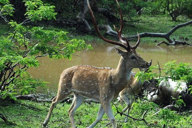 Private Day Trip To Sigiriya Dambulla and Safari From Colombo - Who Will Love This Tour?