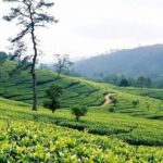 Private Day Trip to Sigiriya, Dambulla Cave Temple and Safari - Exploring the Itinerary in Detail