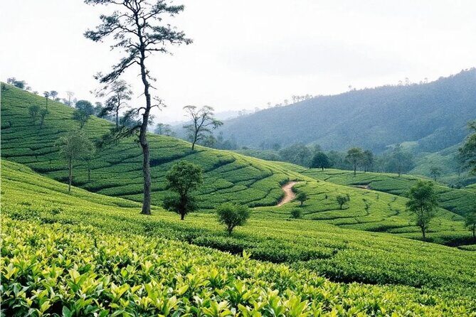 Private Day Trip to Sigiriya, Dambulla Cave Temple and Safari - Who Should Consider This Tour?