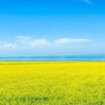 Private Day Trip to Taer Monastery and Lake Kokonor - Discovering Qinghai’s Hidden Gems: An In-Depth Review