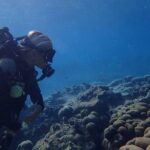 Private Dive at Shipwreck + Beautiful Reef Spot(Certified divers) - The Authenticity & Value of This Tour