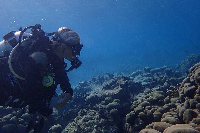Private Dive at Shipwreck + Beautiful Reef Spot(Certified divers) - The Authenticity & Value of This Tour