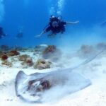 Private Dive + videographer/Photographer (Certified divers only) - Final Thoughts