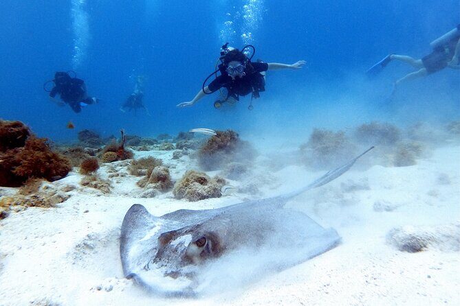 Private Dive + videographer/Photographer (Certified divers only) - Final Thoughts