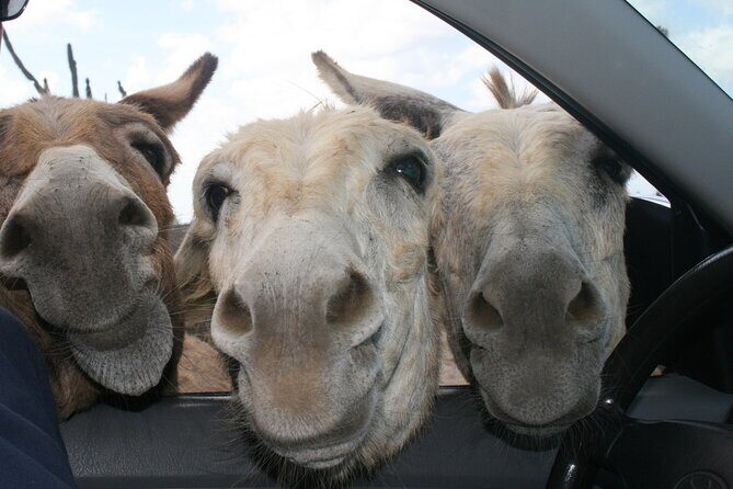 Private Diving & Southside tour - What Travelers Are Saying