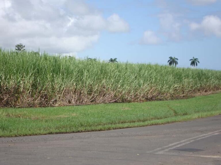 Private: Dominican Countryside Buggy Adventure - Safety Briefing and Equipment