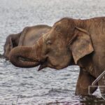 Private Elephant Safari Tour at Hurulu Eco Park - The Experience’s Authentic Touch