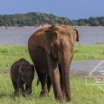 Private Elephant Safari Tour at Hurulu Eco Park - Final Thoughts: Is This Safari Right For You?
