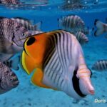 Private excursion Half day Moorea Discovery of the lagoon - Why This Tour Offers Great Value