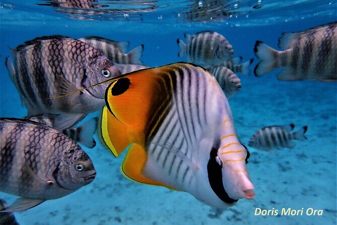 Private excursion Half day Moorea Discovery of the lagoon - Why This Tour Offers Great Value