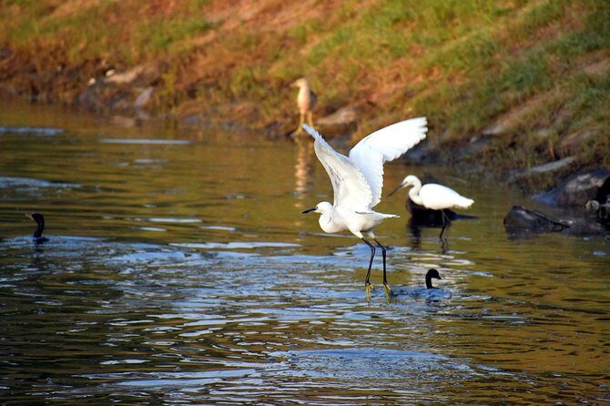 Private Excursion Trip to Bharatpur's Keoladeo National Park From Delhi - Who Will Love This Tour?