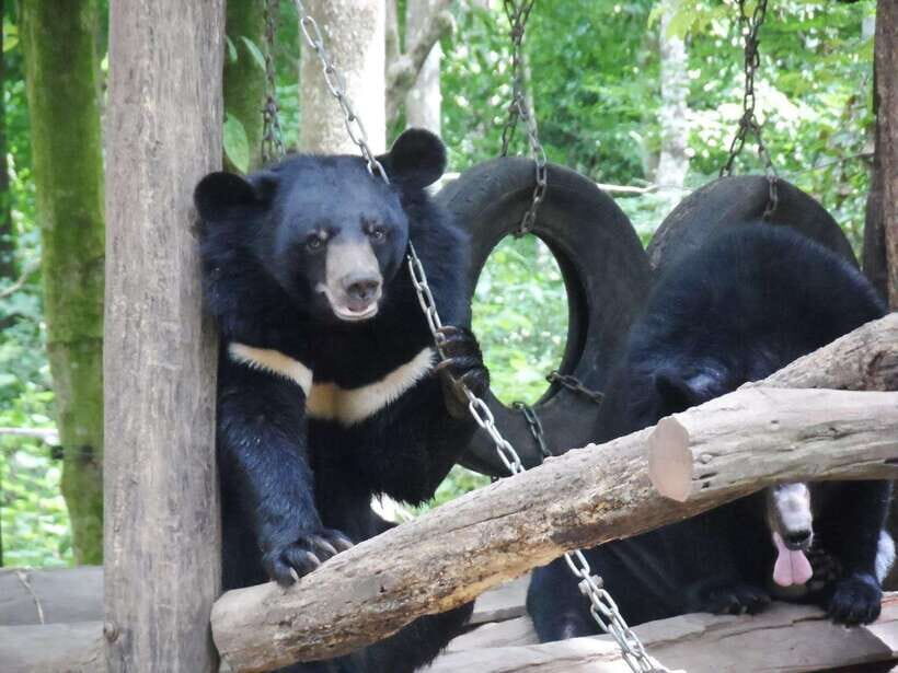 Private Explore Pak Ou Cave & Kuang Si Waterfall with Lunch - Who Is This Tour Best Suited For?