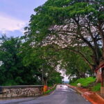 Private Fireflies Tour with Blue Tears and Seafood Dinner - Who Will Love This Tour?