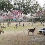 Private Full-Day Nara Tour Hozanji Temple Cable Car and Nara Park - Exploring the Itinerary in Detail