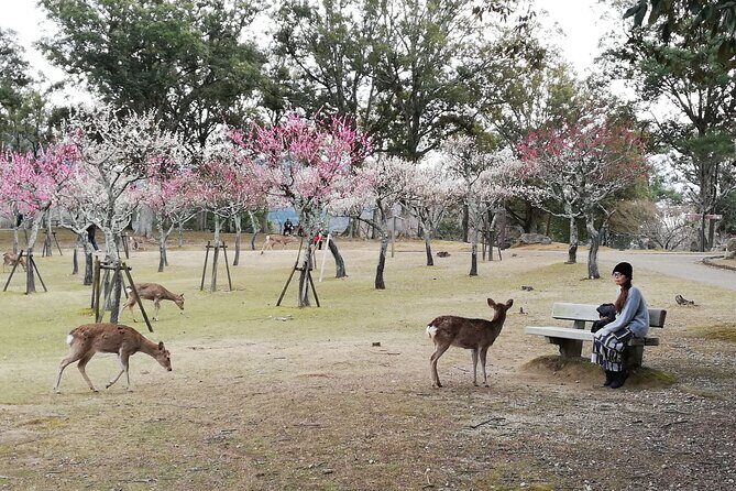 Private Full-Day Nara Tour Hozanji Temple Cable Car and Nara Park - Exploring the Itinerary in Detail
