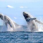Private Full-Day Samaná Whale Watching Tour from Punta Cana - Who Will Love This Tour?