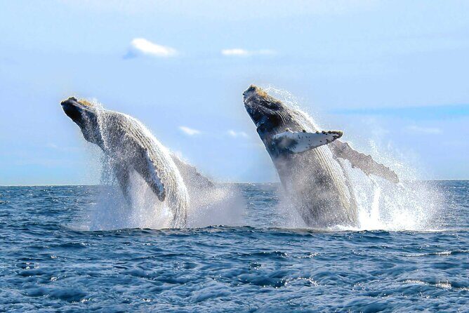 Private Full-Day Samaná Whale Watching Tour from Punta Cana - Who Will Love This Tour?