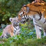 Private Golden Triangle Tour with Ranthambore Tiger Safari - Transportation and Accommodation