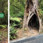 Private Great Ocean Road & 12 Apostles Experience - Who Is This Tour Best For?